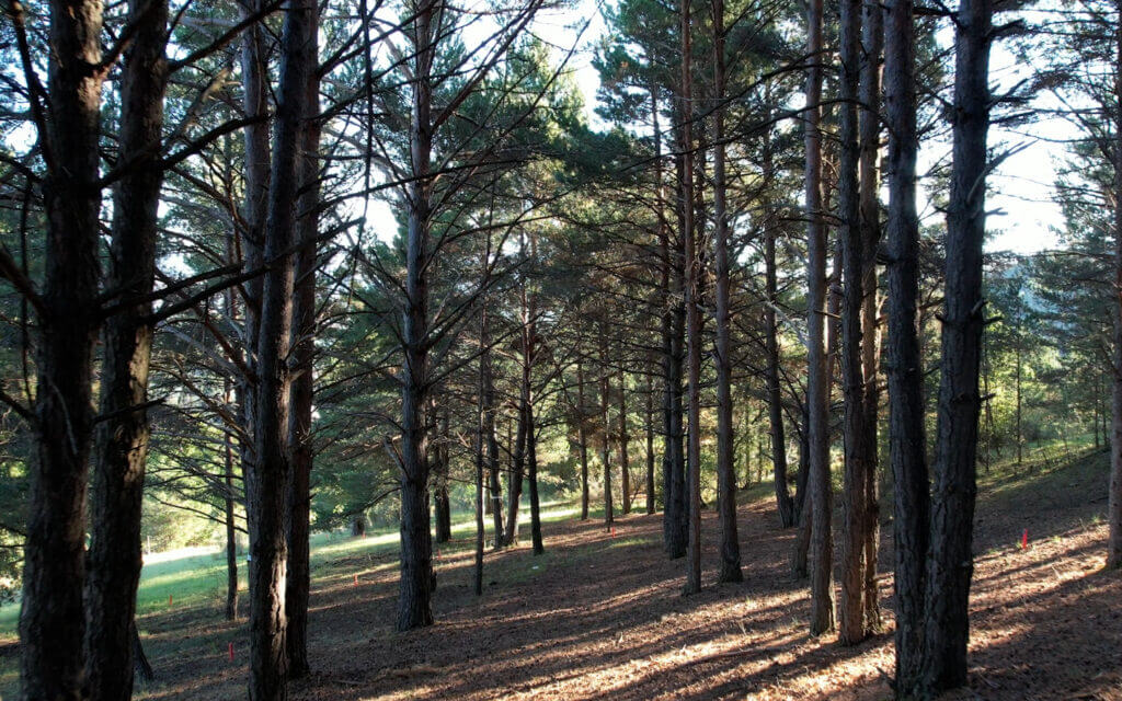 Guardians del bosc