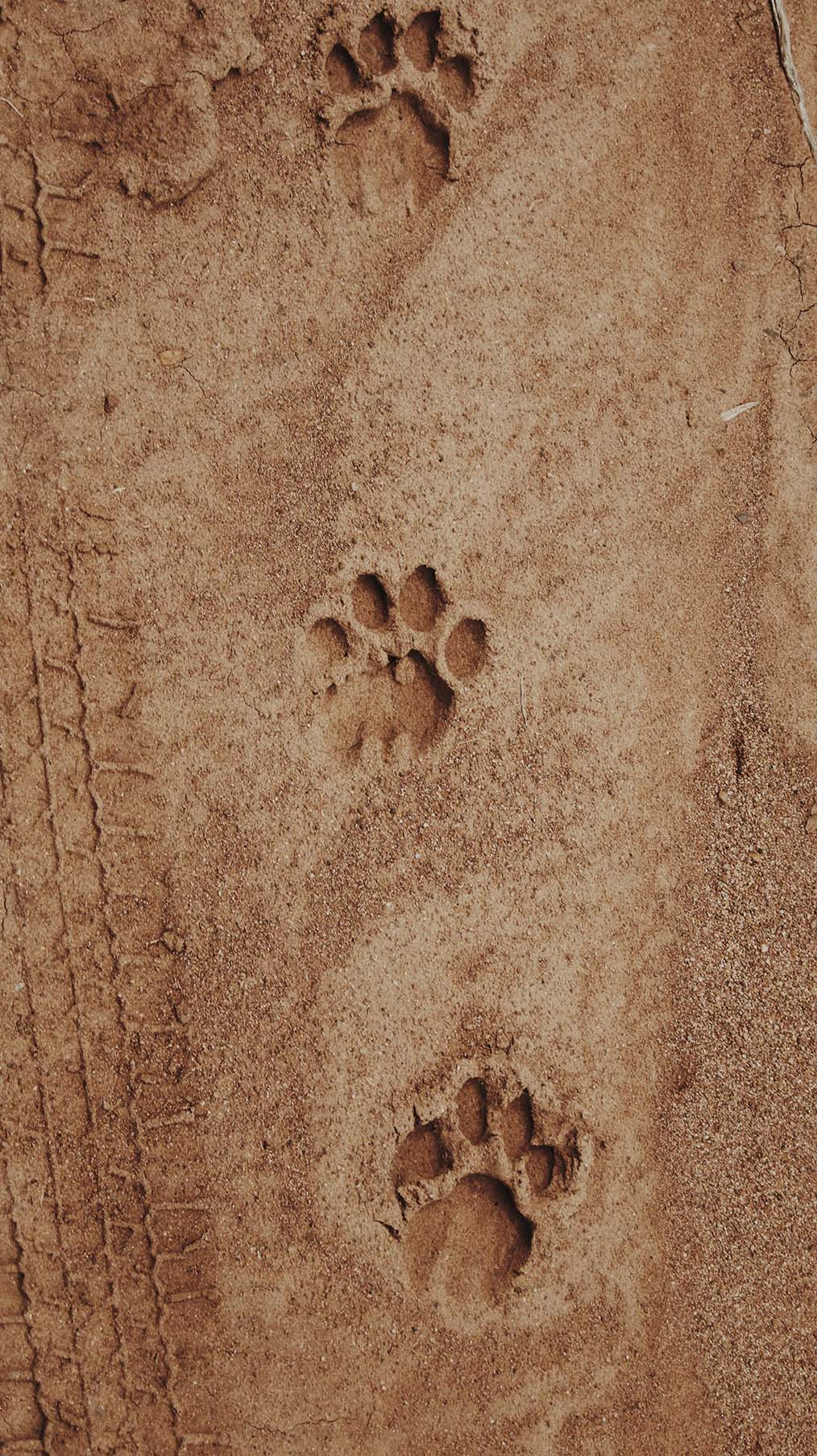 Trackers of wild footprints