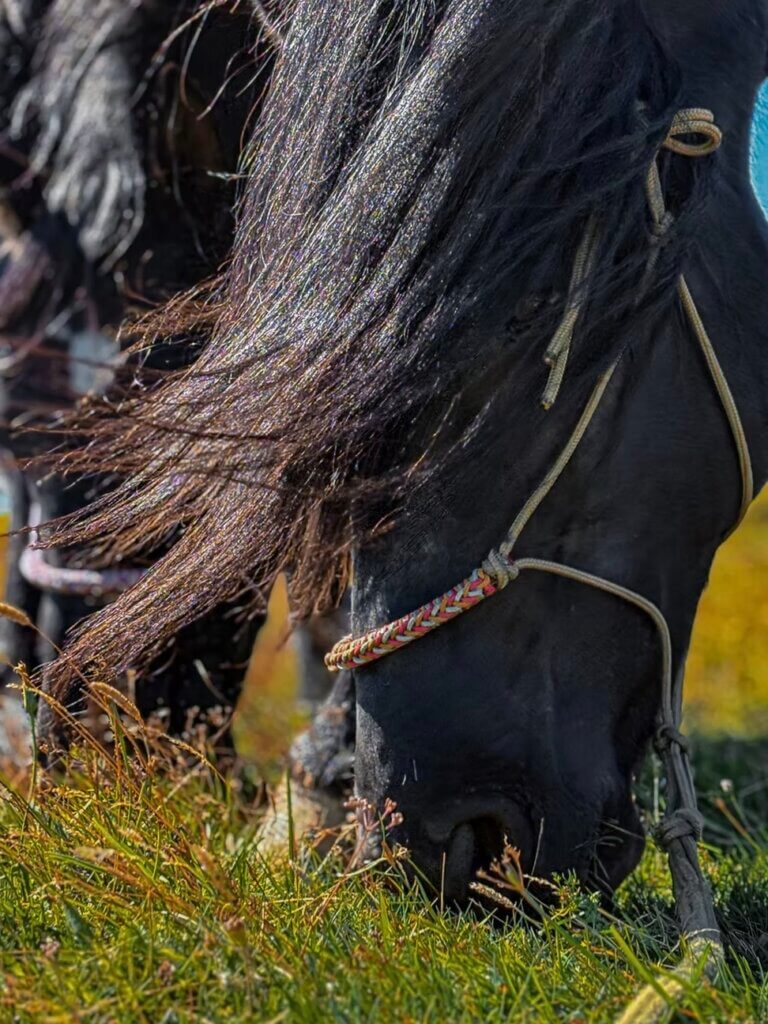 Ride With Connection