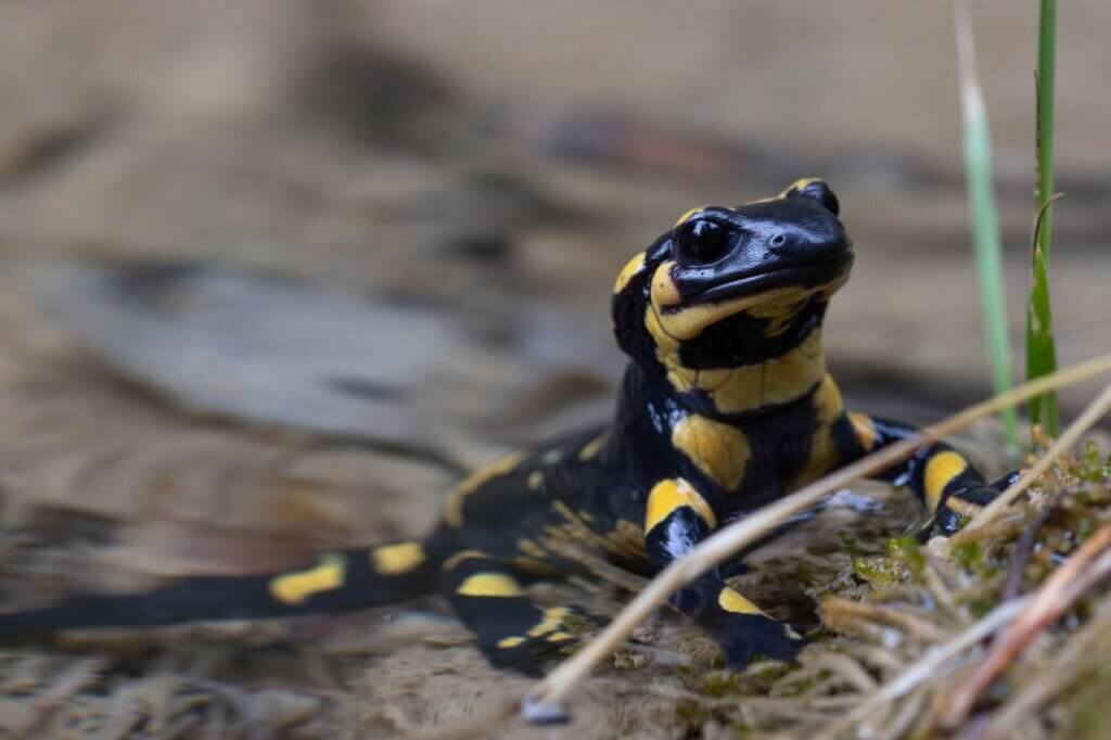 Rius i insectes: bioindicadors de la qualitat de l’aigua